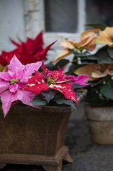 Planters with colourful poinsettias on windowsill in front of window