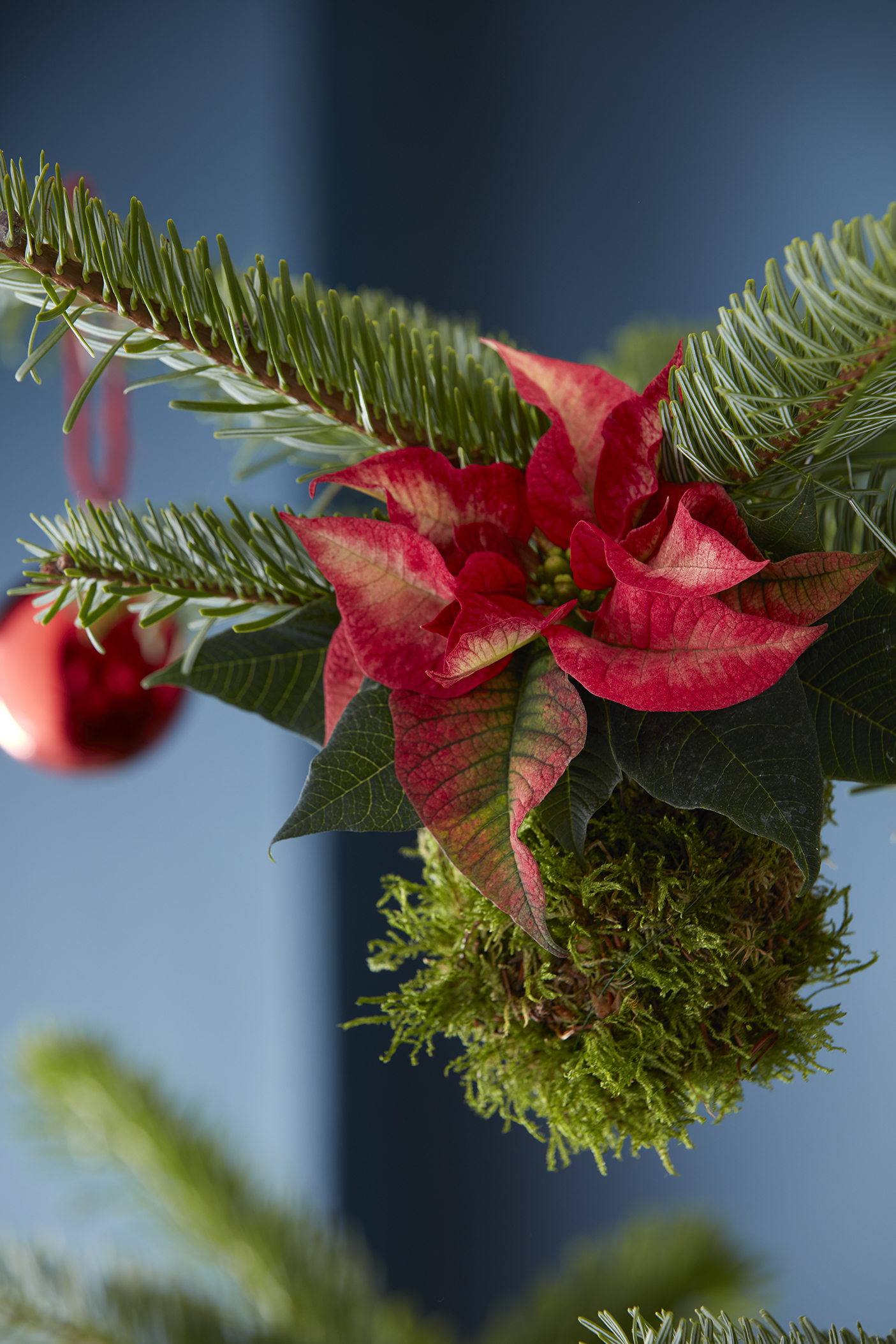Mini-Weihnachtsstern mit Wurzelballen in Moos am Christbaum