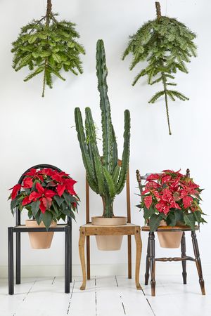 Upcycled plant stands made from chairs containing a cactus and poinsettias and fir trees hanging from the ceiling.