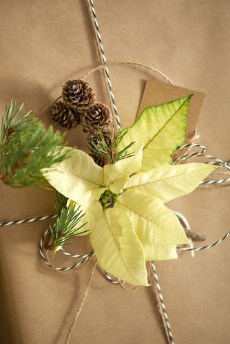 Cut cream poinsettia, cones and pine sprigs as decoration on a gift wrapped in brown paper.