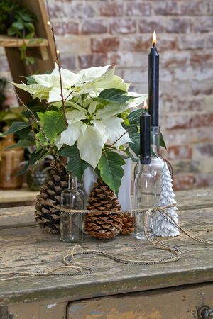 Display tied with ribbon consisting of a poinsettia, cones, black candles in bottles, twigs and a ceramic Christmas tree on a distressed table in front of a brick wall.