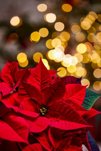 Poinsettia rouge avec guirlandes lumineuses de Noël