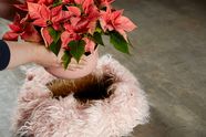Zwei Hände stellen eine mit Weihnachtssternen bepflanzte rosa Schale in die Mitte der mit Fellband verkleideten Strohrömer
