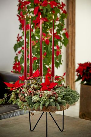 Adventskranz mit Tannengrün, Zapfen, Echeverien, Hagebuttenzweigen, Kerzen und geschnittenen Weihnachtssternen in Rot auf einem Holzständer mit Fuß  vor Weihnachtssternsäule und schwarzem Ledersofa