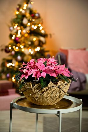 Pink poinsettia in lace-covered planter on round side table in front of decorated Christmas tree.