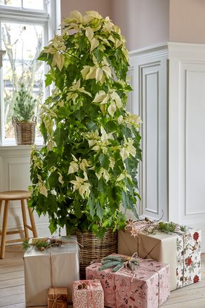 Gifts of different sizes under a cream-coloured columnar poinsettias in a woven basket.