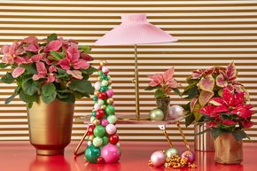 Colourful poinsettias in gold planters with baubles and lamp in front of striped wallpaper.