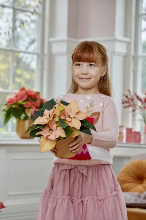 Red-haired girl with pink dress and jumper holds salmon-coloured poinsettia in both hands