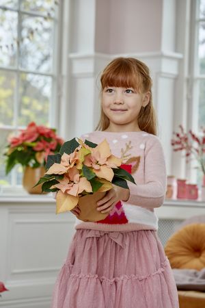 Une fillette rousse portant une robe et un pull roses tient un poinsettia de couleur saumon.