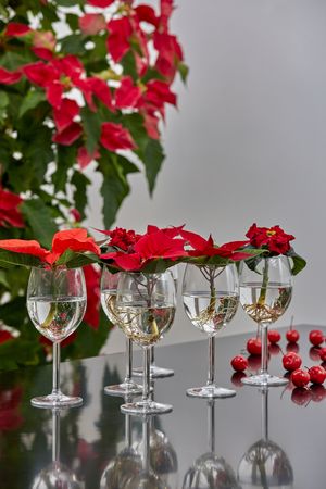 Red poinsettias with bare roots stand in wine glasses filled with water on a black dining table next to cherries and a columnar poinsettia in the background.