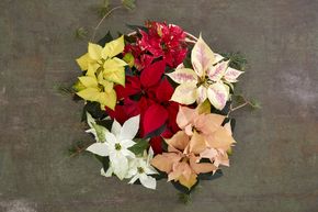 Arrangement de mini poinsettias colorés dans un panier rond.