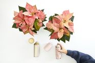 Neben zwei Weihnachtssternen hält eine Hand eine Dose mit rosa Farbe neben einem Einwegglas, einem goldenen Deckel und einer Spraydose mit Goldfarbe