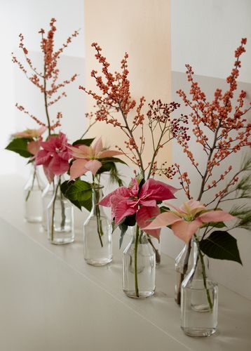 Arrangements of poinsettias, pine branches and ilex verticillata (winterberry) in glass bottles on sideboard