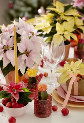 bunte Tafel mit Weihnachtssternen, Erdbeerkakteen und Zieräpfeln als Tischschmuck