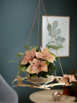 Homemade plant swing made of wooden coat hangers hanging from the ceiling with poinsettia in basket on top