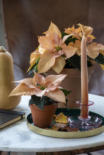 Poinsettia with butternut squash, taper candle, leaves and metal tray on round table