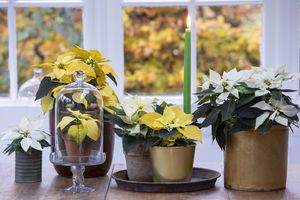 Yellow and white poinsettias in planters on table with candle and glass dome