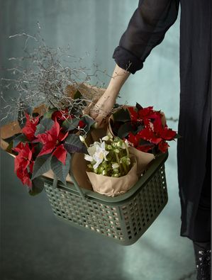 Una mujer lleva una cesta de plástico verde de diseño con poinsettias rojas envueltas en papel y una rosa de Navidad (Eucharis)