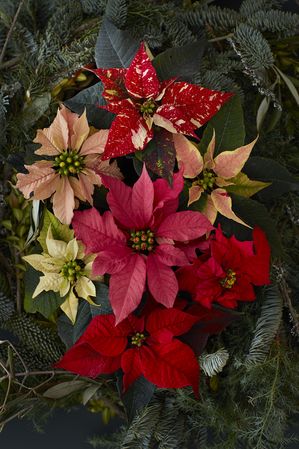 Poinsettia, Navidad, recuerdos, variedades, mini poinsettia, colores, adviento, corona de adviento, rojo, rosa, motas, blanco, crema, albaricoque, kit de prensa 2016