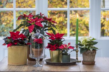 Mesa de madera con bandeja, soporte de cristal, vela y poinsettias delante de una ventana con hojas de otoño.