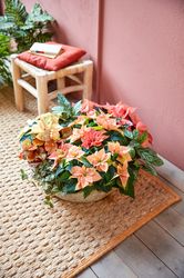 Jardinera con begonias de follaje, calathea y poinsettias en color salmón y rosa sobre alfombra de yute