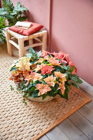 Planter with foliage begonias, calathea and poinsettias in salmon and pink on jute rug 