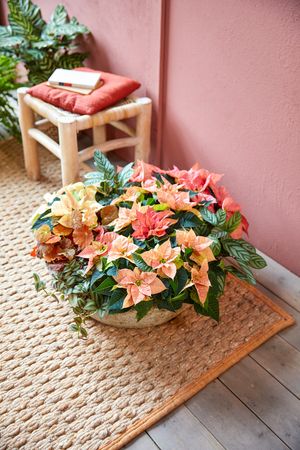 Jardinière avec bégonias à grands feuillages, calathea et poinsettias en saumon et rose posés sur un tapis de jute 