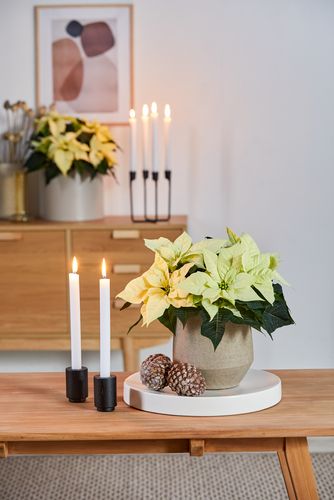 Cream-colored poinsettias in planters with candles and cones on coffee table and sideboard