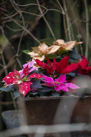 Bloempotten met kleurrijke mini kerststerren op een tafel