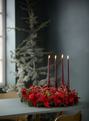 Adventskranz mit geschnittenen roten Weihnachtssternen, Ilex, Lagurus und roten Stabkerzen