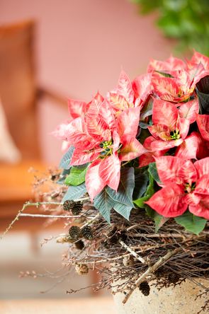 Een elegante kerstster in een plantenbak gedecoreerd met lariks en berkentakken.