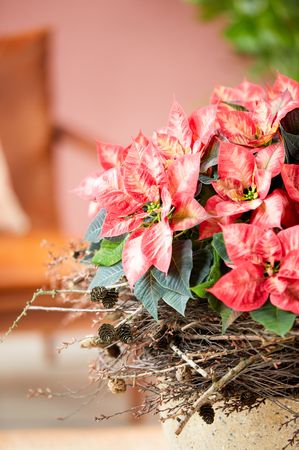 Kuvassa on kirjava joulutähti ruukussa, joka on koristeltu lehtikuusen ja koivun oksilla. 