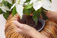Handen planten witte kerstster met potgrond in krans van gedroogde bladeren van de waterhyacint.