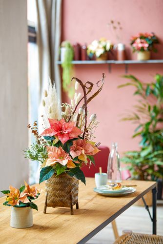 Arrangement of poinsettias in woven container on dining table with window, indoor palm and shelf in background