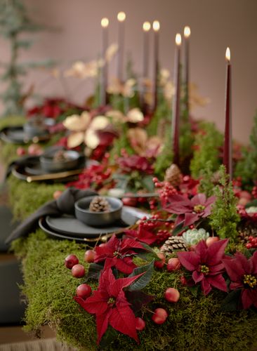 Kuvassa on juhlavasti koristeltu ruokapöytä, jossa on metsämaisesti aseteltu joulutähtiä, sammalta, käpyjä ja kynttilöitä.