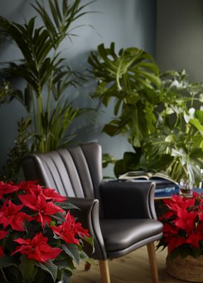 Sillón de cuero oscuro junto a palmera de interior, planta monstera y poinsettias rojas.