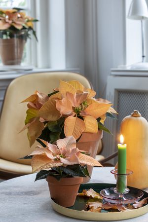 Zalm kerstster met dienblad, herfstbladeren, pompoen en (groene) kaars