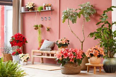 Een interieur/kamer versierd met kerststerren en groene kamerplanten