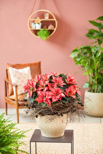 Kerstster omringd door takken in een plantenbak op een bijzettafel in een kamer met groene kamerplanten.