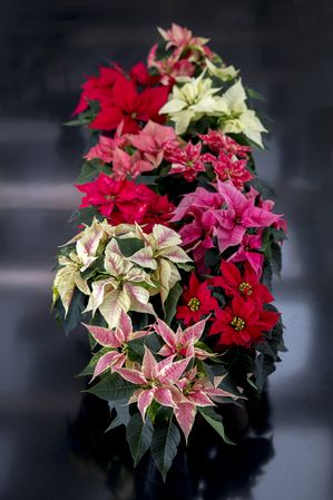 Poinsettia, Navidad, recuerdos, variedades, mini poinsettia, en maceta, colores, rojo, rosa, motas, blanco, crema, decoración de mesa, kit de prensa 2016