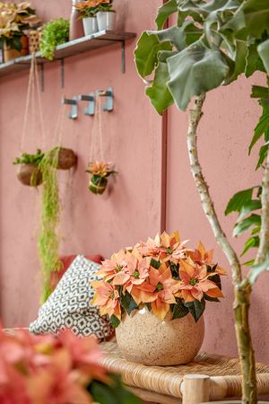 Salmon poinsettia in planter on rattan bench with houseplant