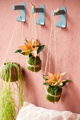 Bola de musgo Kokedama con mini poinsettias colgando de ganchos de pared