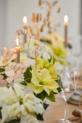 Mesa festiva con cristales, velas, poinsettias blancas y crema, lunaria (Honesty) y hierba “cola de conejo”