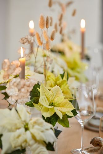 Table festive avec des verres, des bougies, des poinsettias crèmes et blancs, des lunarias (Honesty) et de l'herbe Bunny's Tail.