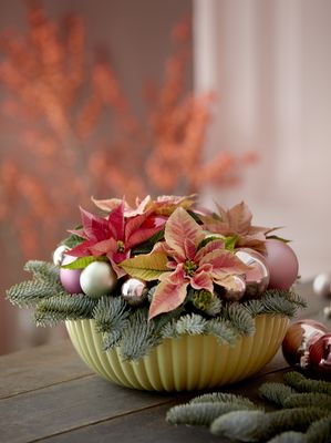 Gesteck mit Weihnachtssternen, Tannengrün und Christbaumkugeln in Schale auf Tisch