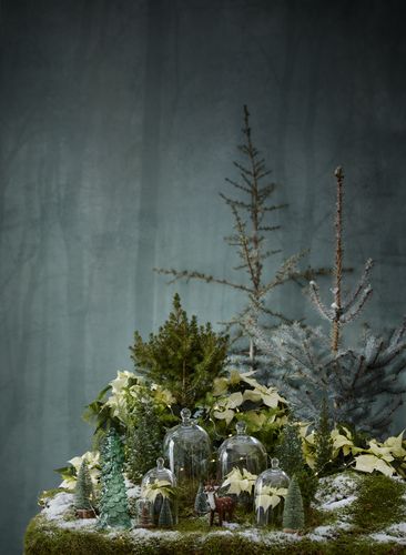 Dekowald mit Moos, cremefarbenen Weihnachtssternen, Nadelbäumen, Kunstschnee und Glasglocken vor grüner Tapete mit Waldmotiv
