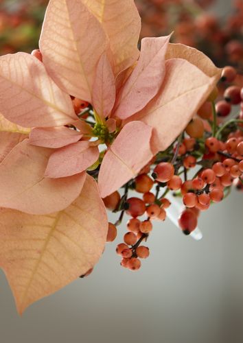 Sprigs of ilex verticillata (winterberry), rosehips and apricot-coloured poinsettia bract in flower tube