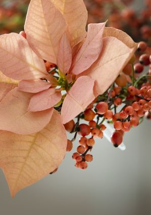 Brins d'ilex verticillata (groseille à maquereau), églantier et bractée de poinsettia de couleur abricot dans un tube.