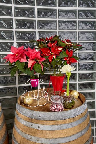 Poinsettia, Christmas, Inviting Stars, Lampshade, Starlight, Lampshade frame, light, Lamp, pink, cream, red, window sill, side table, coffee table, nodern/trendy, Step by Step, DIY
