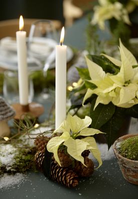 Kuvassa on juhlavasti koristellulla pöydällä kävyistä ja joulutähdestä tehty kynttilänjalka. 